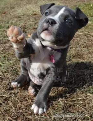 1-3 months Female Purebred American Bully