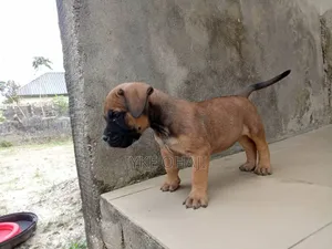 1-3 months Male Purebred Boerboel