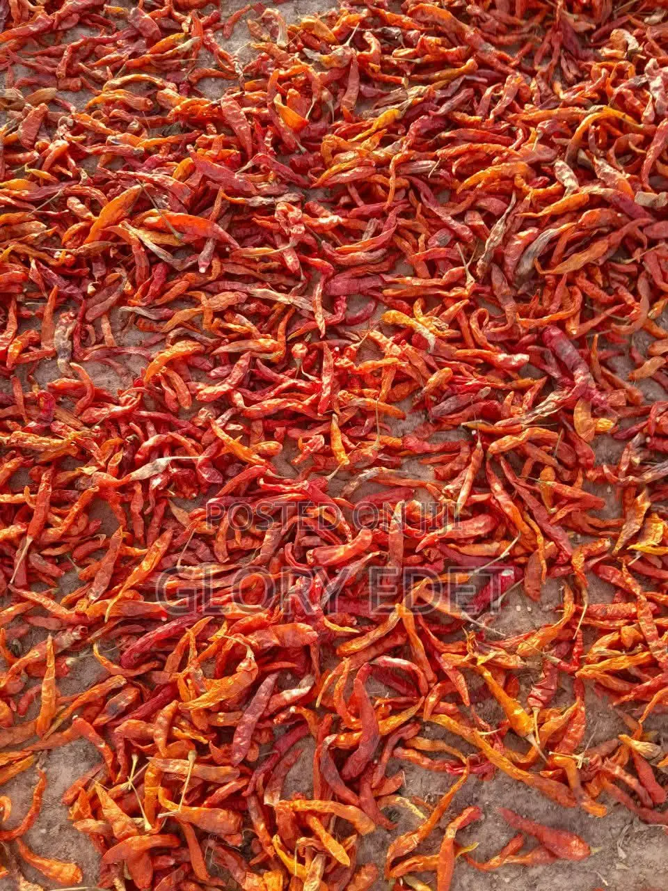 Dried Chilli Pepper