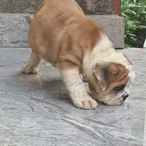 1-3 months Male Purebred Bulldog