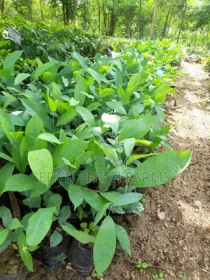Premium Ogbono Seedling