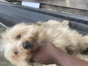 1+ year Female Purebred Lhasa Apso