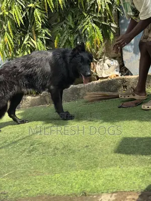 1+ year Male Purebred German Shepherd