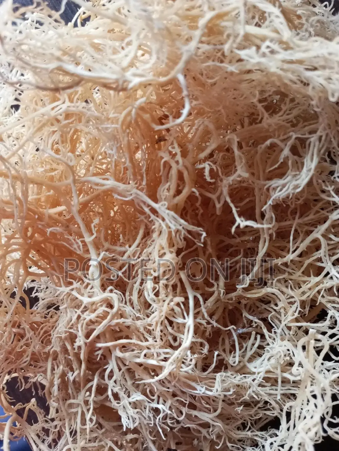 Sea Moss 100g