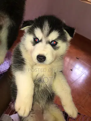 1-3 months Female Purebred Siberian Husky