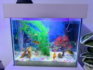 2ft Standard Aquarium