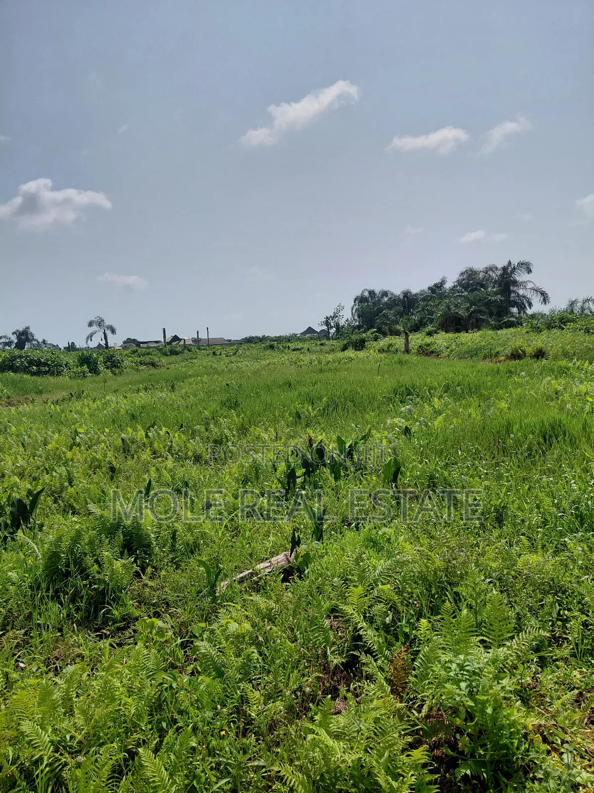 Distress Half Plot Ijegemo Interlocked New Road