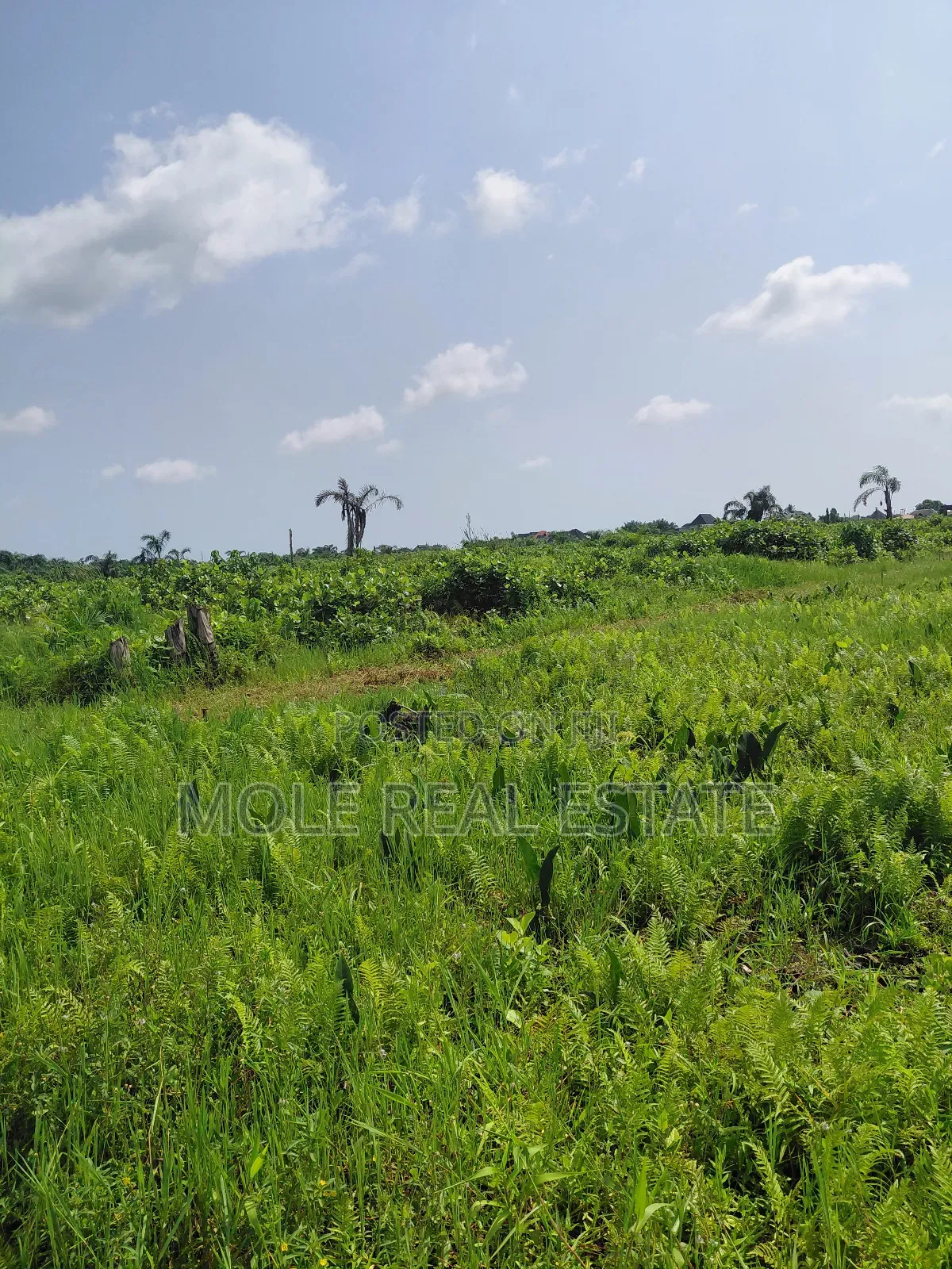 Distress Half Plot Ijegemo Interlocked New Road