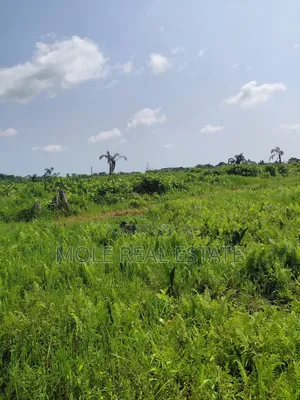 Distress Half Plot Ijegemo Interlocked New Road