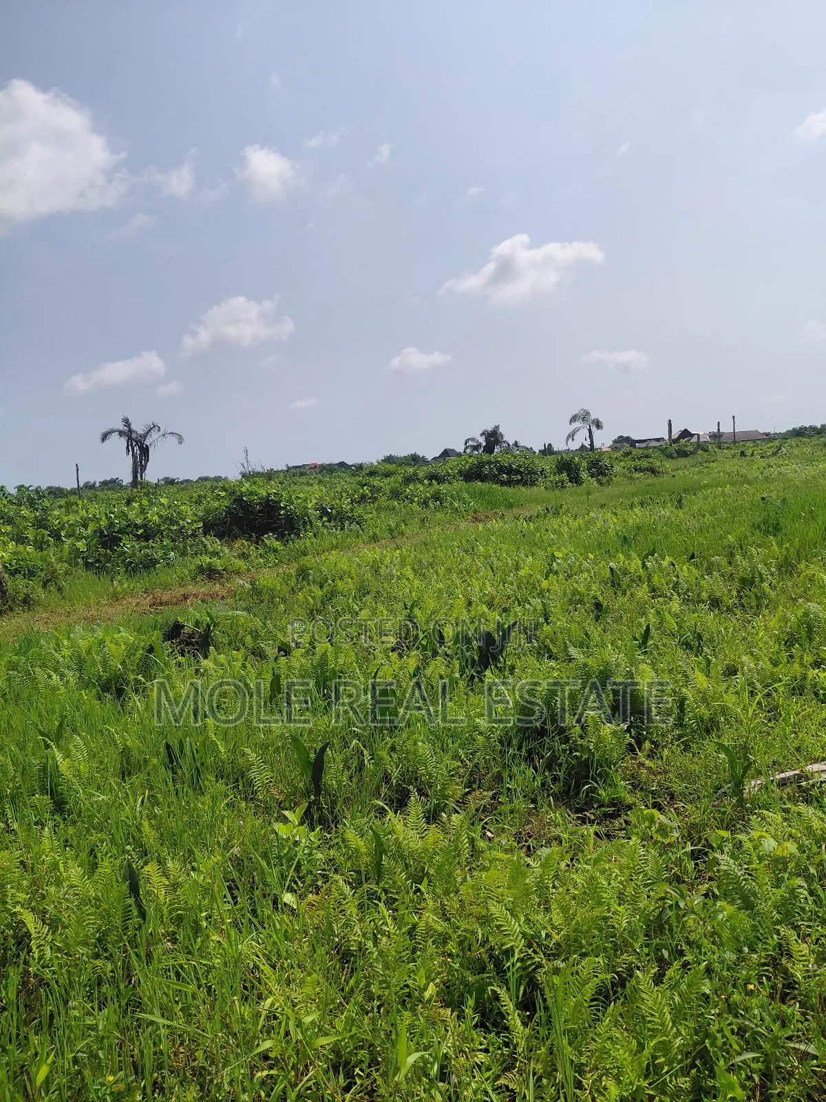 Distress Half Plot Ijegemo Interlocked New Road