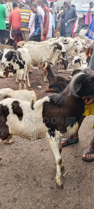 Life Goats Rams and Cows at Affordable Price
