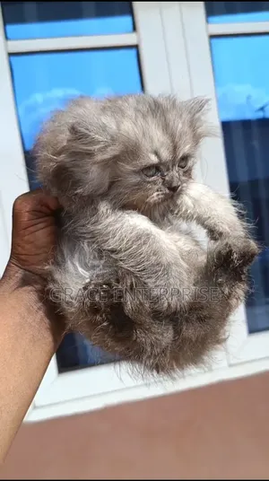 1-3 months Female Purebred Persian