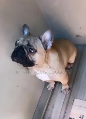 6-12 months Male Purebred French Bulldog