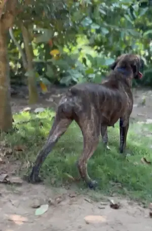 6-12 months Female Purebred Boerboel