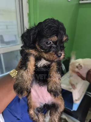 1-3 months Female Purebred Lhasa Apso