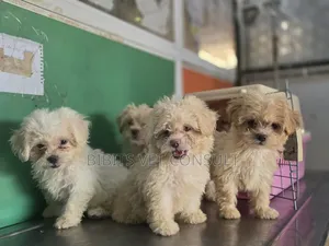 1-3 months Female Purebred Lhasa Apso