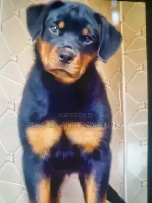 1-3 months Female Purebred Rottweiler