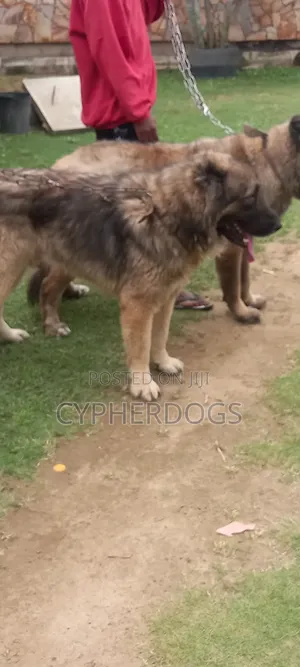 1+ year Male Purebred Caucasian Shepherd