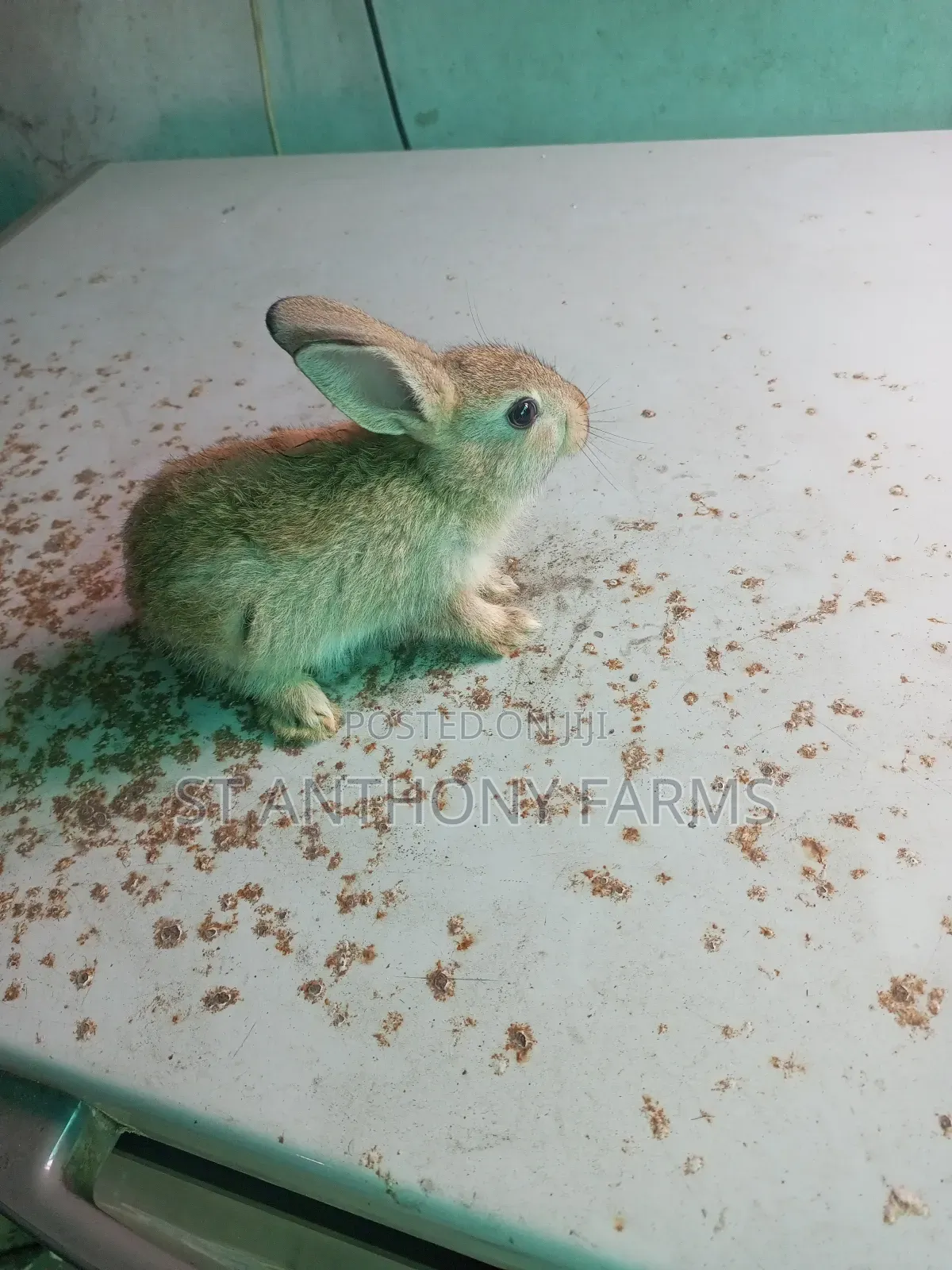 Bunnies Pet
