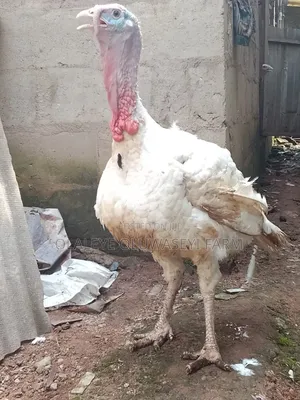 Big Foreign Turkeys