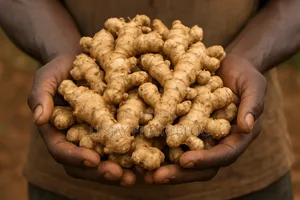 Fresh Ginger