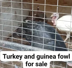Live Turkey and Guinea Fowls