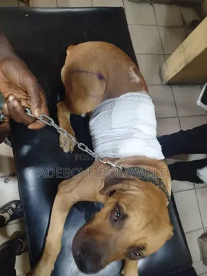 Vet Doctor (Dogs, Cats, Parrot, Rabbit)