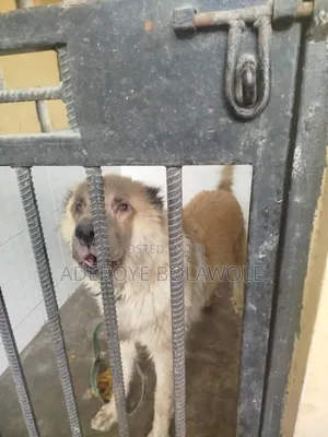 Vet Doctor (Dogs, Cats, Parrot, Rabbit)