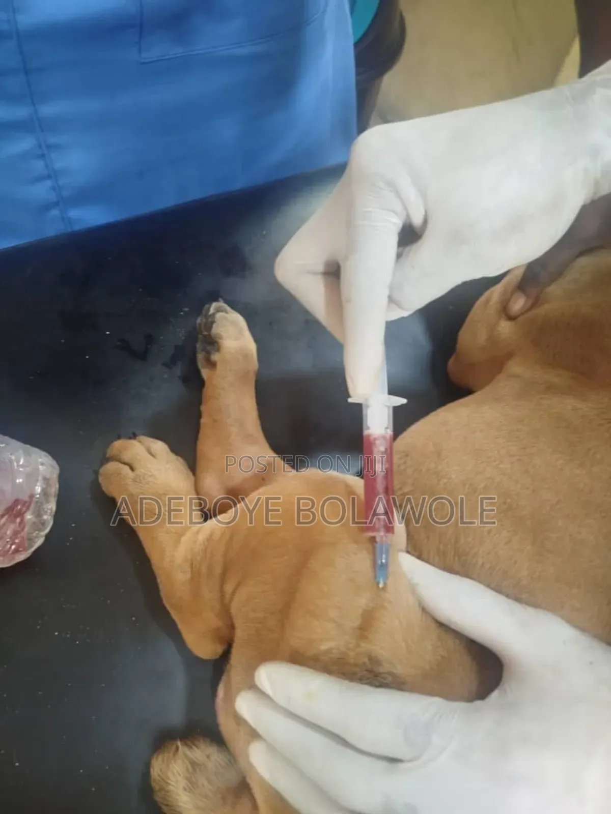 Vet Doctor (Dogs, Cats, Parrot, Rabbit)