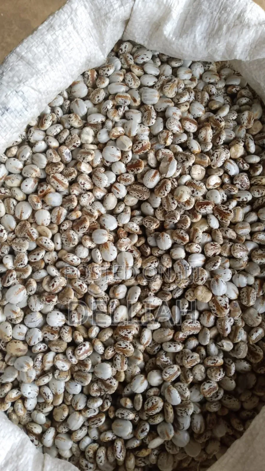 Castor Seed (1kg) Organic