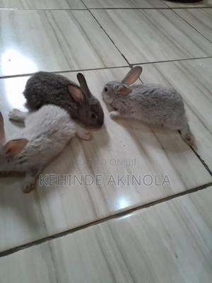 Hyla Cross Breed New Zealand White Rabbit Are Available in Kubwa - Farm ...