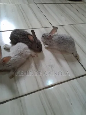 Hyla Cross Breed New Zealand White Rabbit Are Available