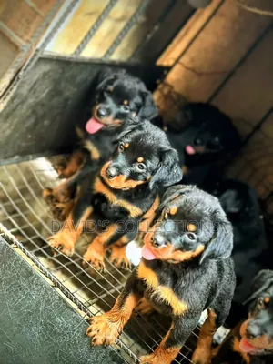 1-3 months Male Purebred Rottweiler