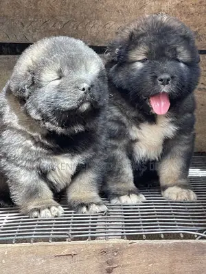 1-3 months Female Purebred Caucasian Shepherd