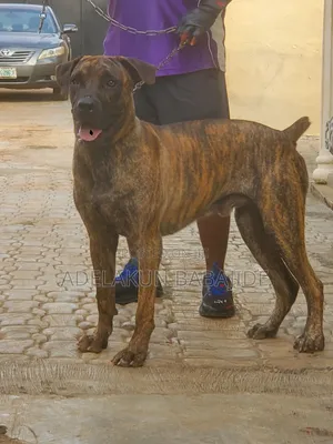 6-12 months Male Purebred Boerboel
