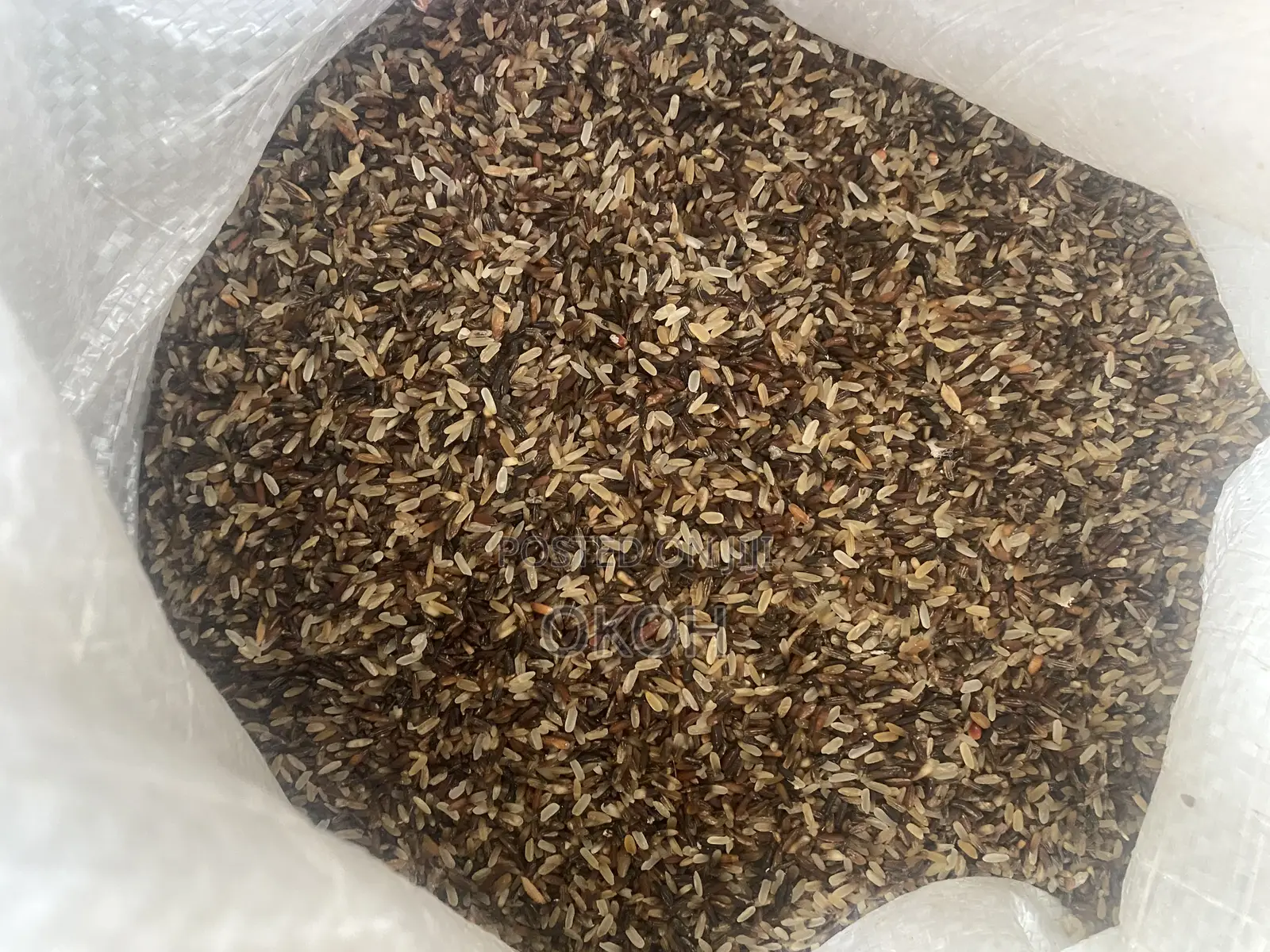 Dog Rice C