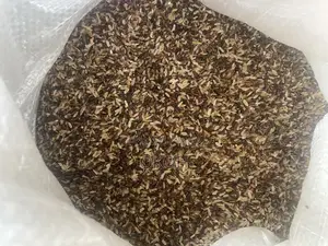 Dog Rice C