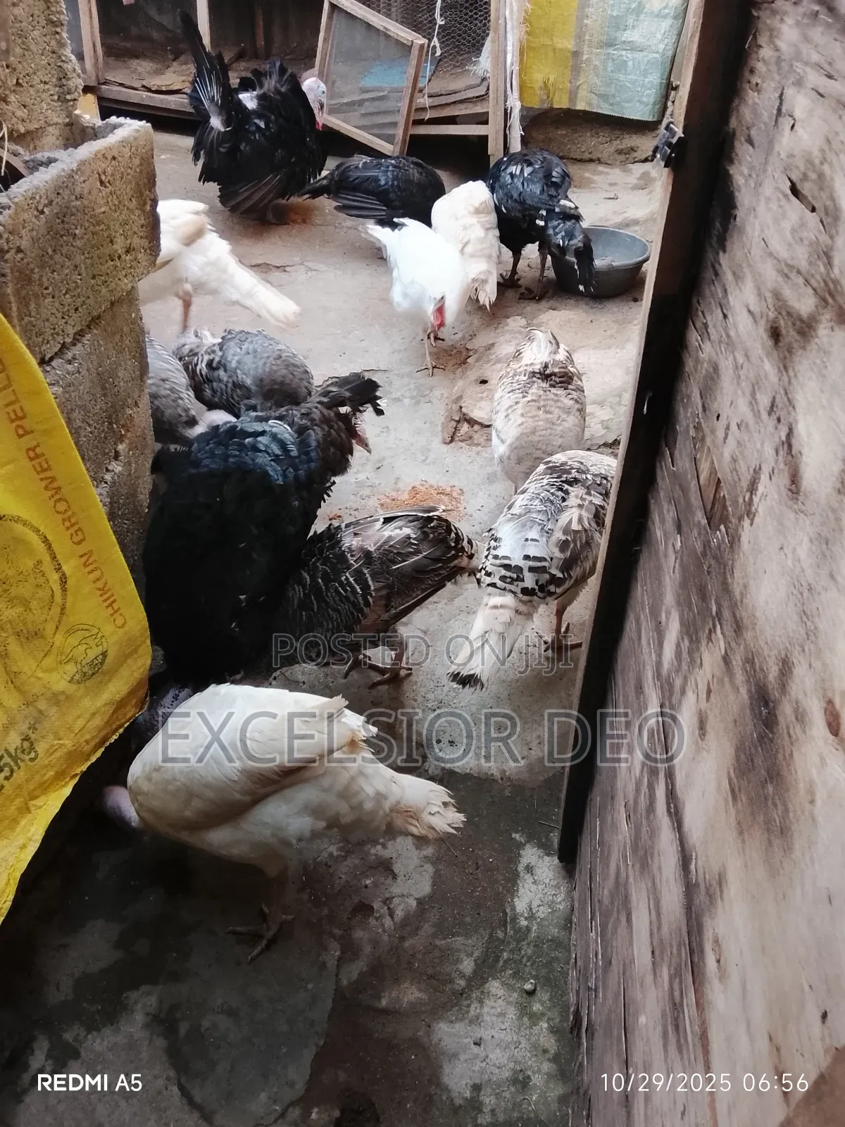 Turkey and Chicken