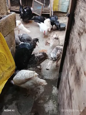Turkey and Chicken
