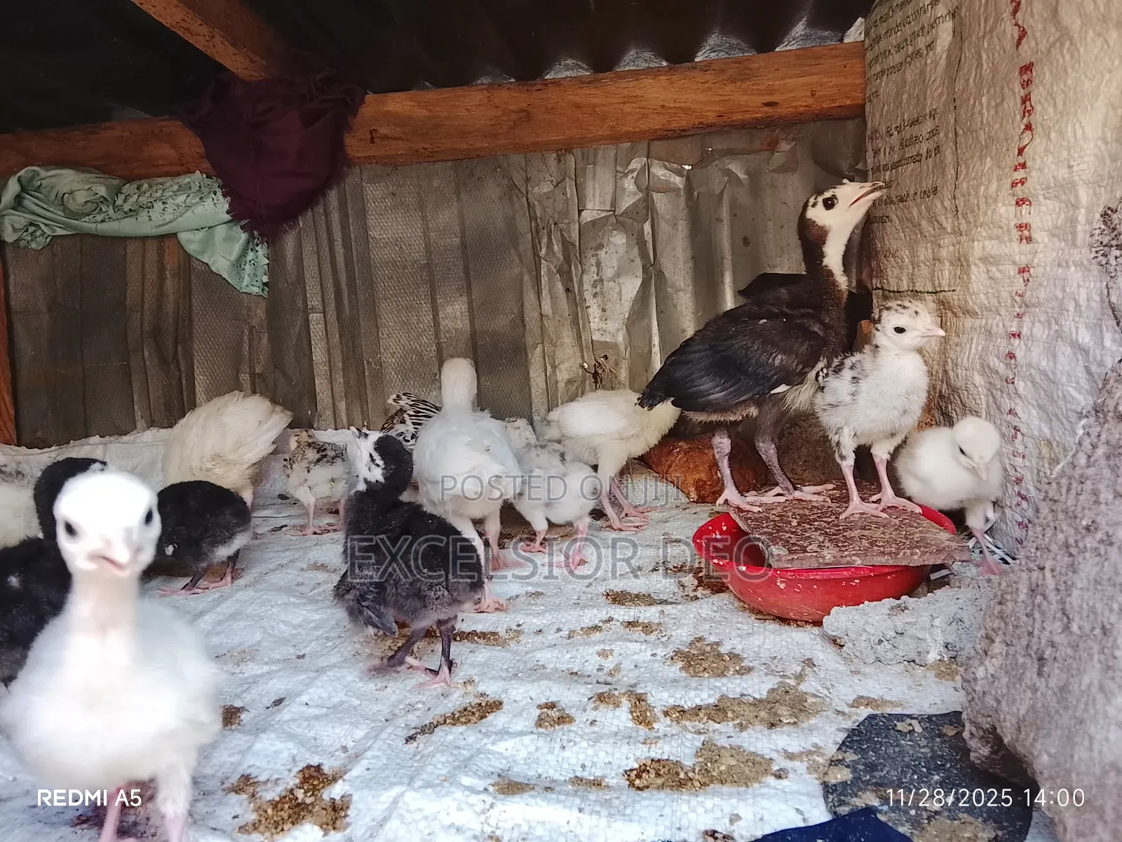 Turkey and Chicken