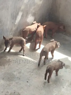 Pure Line Duroc Pigs for Sale – Healthy Breeding Stock