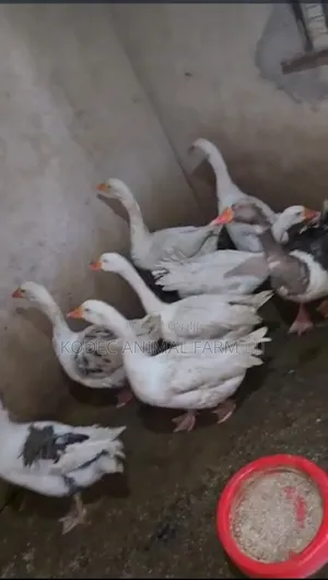 Geese Are Available In Pairs