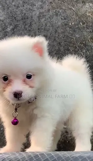 1-3 months Male Purebred American Eskimo