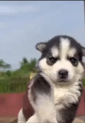 1-3 months Male Purebred Siberian Husky