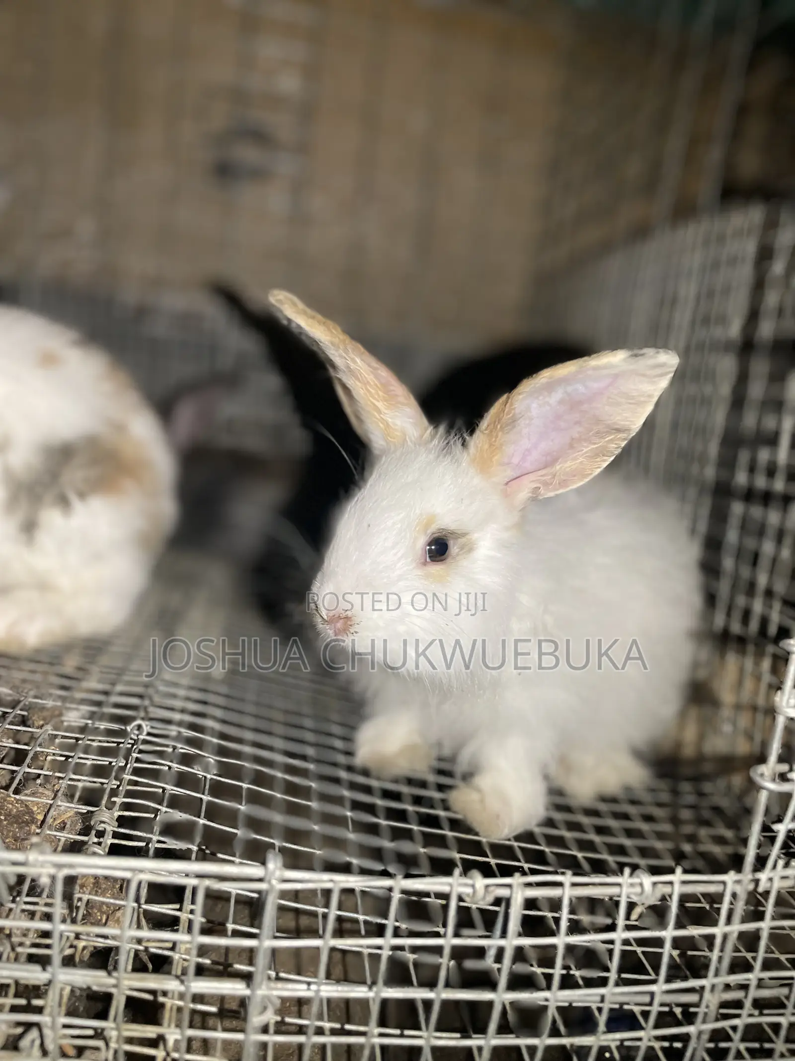 Different Rabbits Are Available