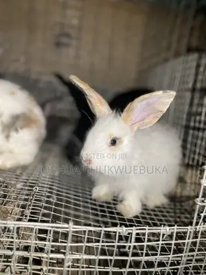 Different Rabbits Are Available