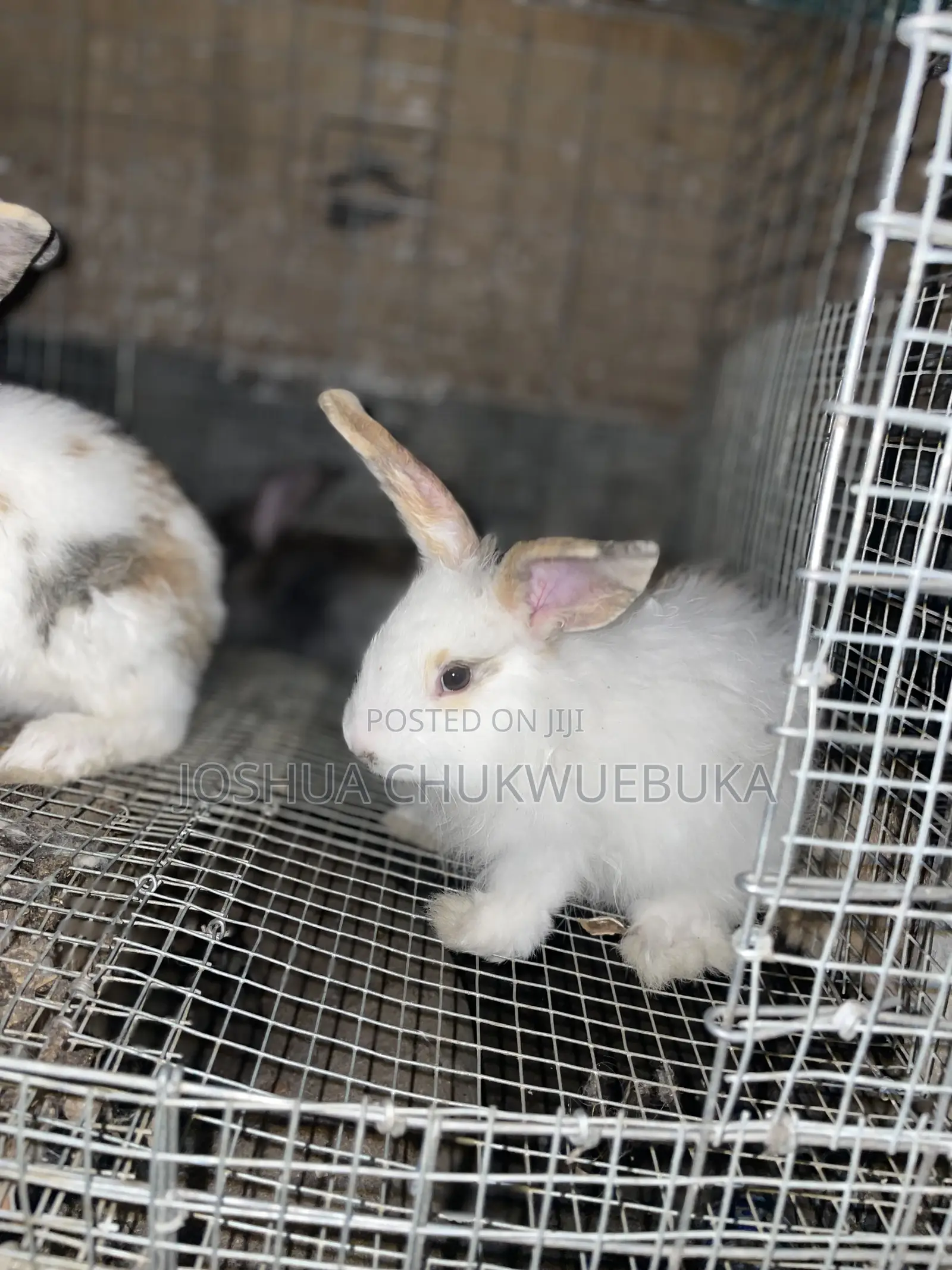 Different Rabbits Are Available