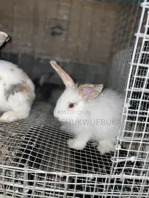 Different Rabbits Are Available
