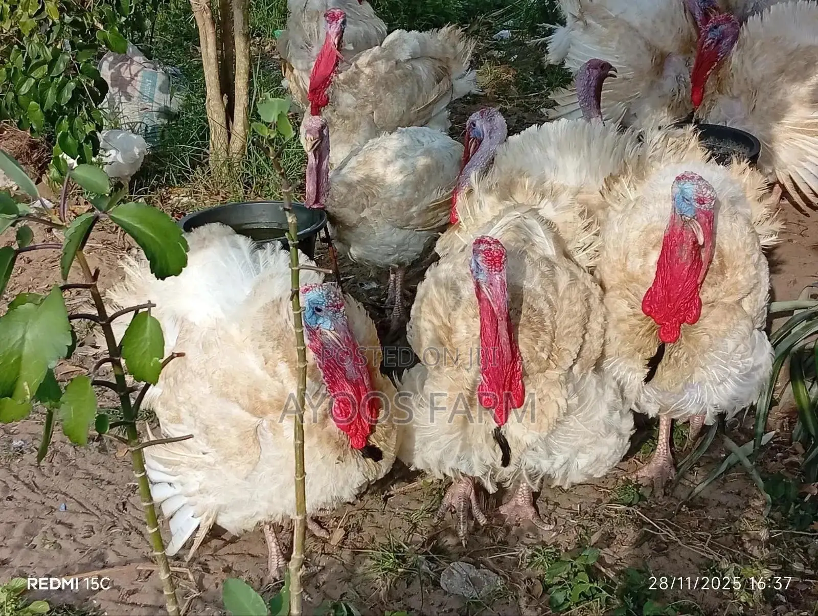 Foreign Turkey
