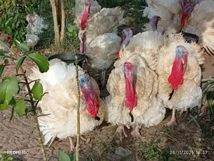 Foreign Turkey
